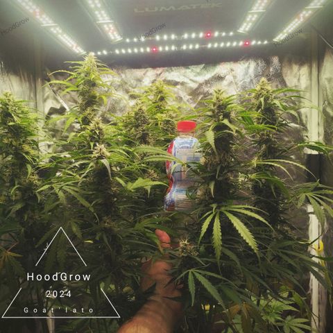 Goat'lato growlog timeline photo