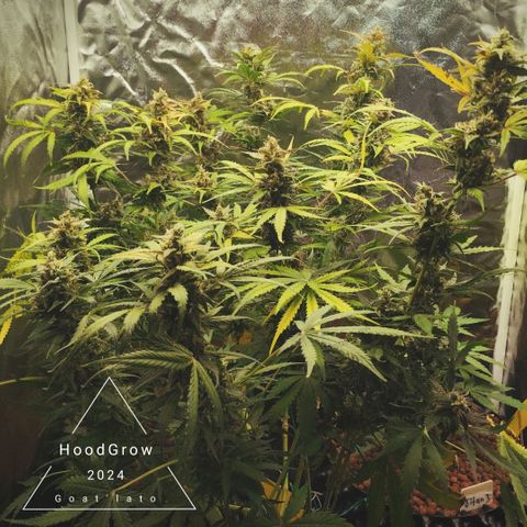 Goat'lato growlog timeline photo
