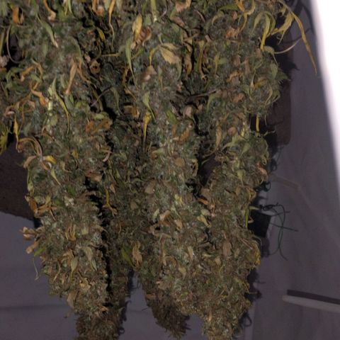 Goat'lato growlog timeline photo