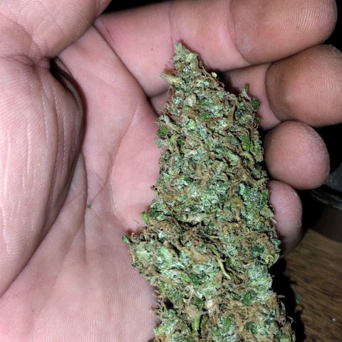Goat'lato growlog timeline photo