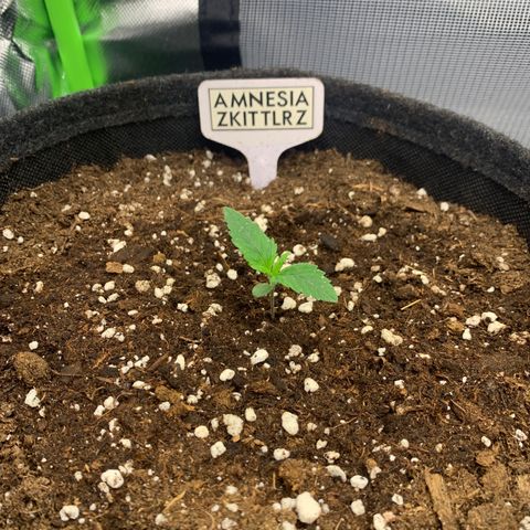 Amnesia Zkittlez Auto growlog timeline photo