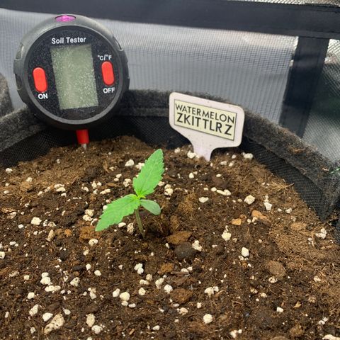 Watermelon Zkittlez Auto growlog timeline photo
