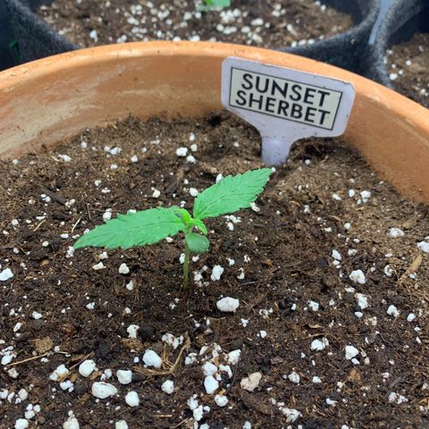 Sunset Sherbet Automatic growlog timeline photo