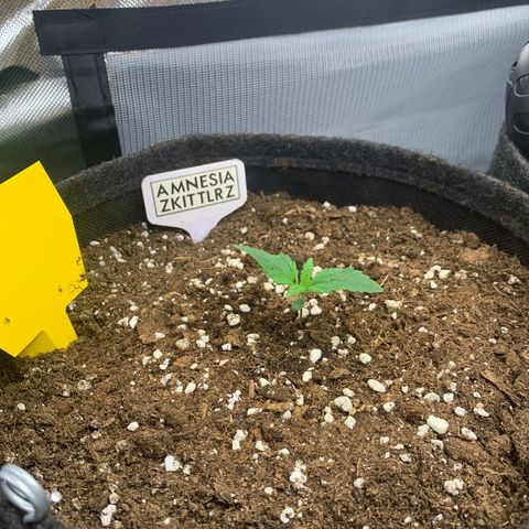 Amnesia Zkittlez Auto growlog timeline photo