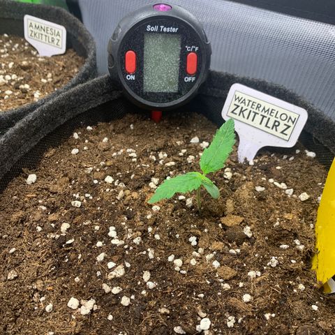 Watermelon Zkittlez Auto growlog timeline photo