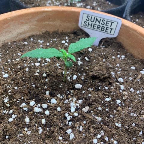 Sunset Sherbet Automatic growlog timeline photo