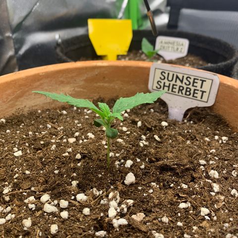 Sunset Sherbet Automatic growlog timeline photo