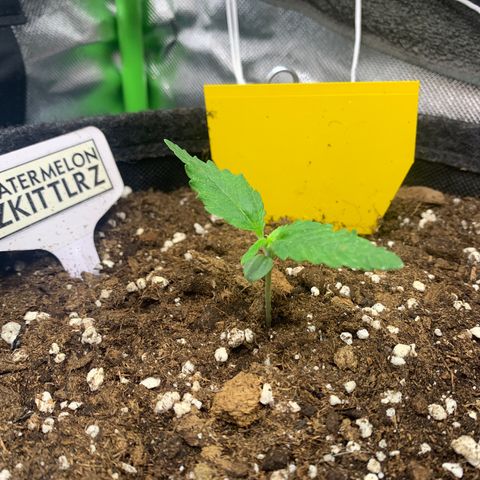Watermelon Zkittlez Auto growlog timeline photo