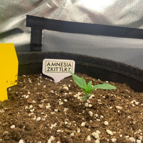 Amnesia Zkittlez Auto growlog timeline photo