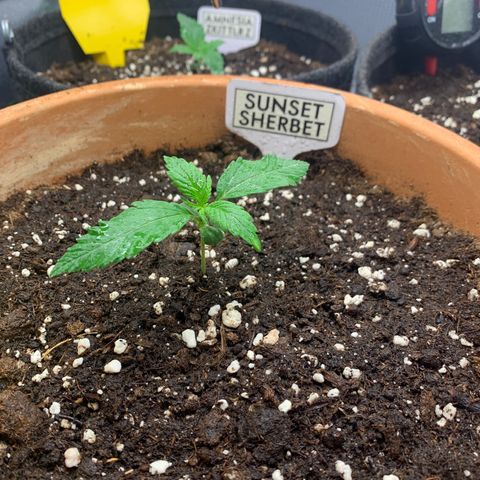Sunset Sherbet Automatic growlog timeline photo