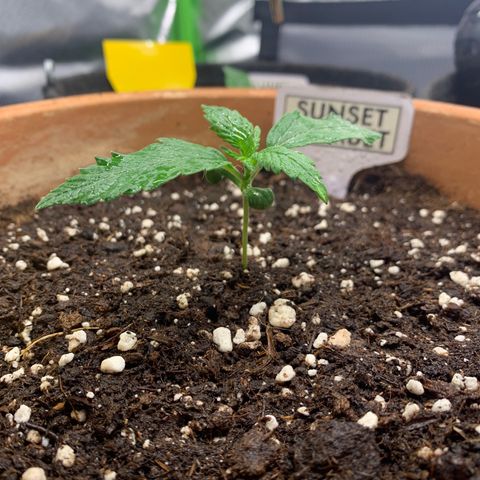 Sunset Sherbet Automatic growlog timeline photo