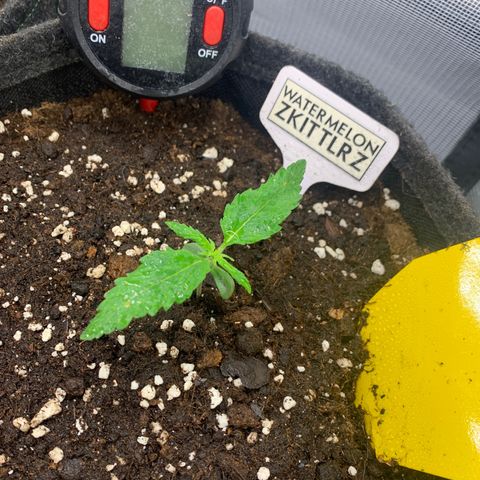 Watermelon Zkittlez Auto growlog timeline photo
