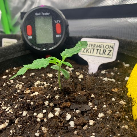 Watermelon Zkittlez Auto growlog timeline photo