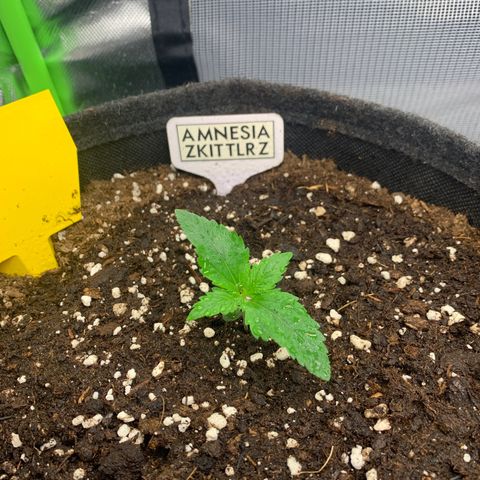 Amnesia Zkittlez Auto growlog timeline photo