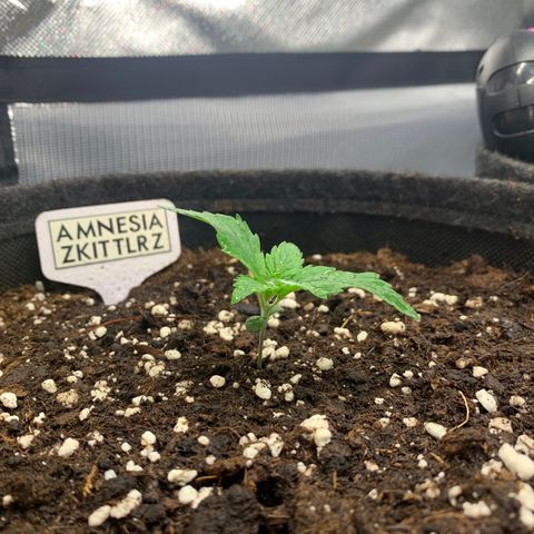 Amnesia Zkittlez Auto growlog photo: Nach 3. gießen + Dünger 