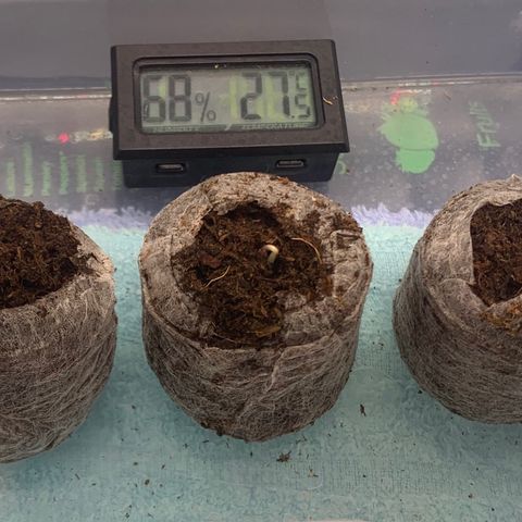 Amnesia Zkittlez Auto growlog photo: Nach 45H Amnesia Zkittlez kommt aus jiffy (TAG 1)

Bild 16:30 uhr 