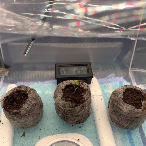 Amnesia Zkittlez Auto growlog photo: Amnesia Zkittlez Tag 1
Bild: 22:30 uhr