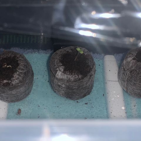 Amnesia Zkittlez Auto growlog photo: Amnesia Zkittlez Tag 2

Sunset sherbet streckt Kopf raus (55H) Tag 1

Bild: 4:20 Uhr 