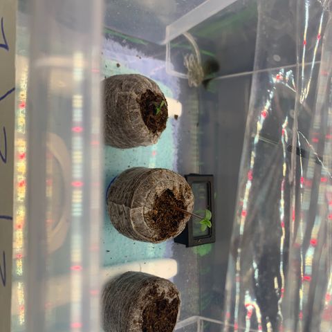 Amnesia Zkittlez Auto growlog photo: 
Bild: 16:30 Uhr