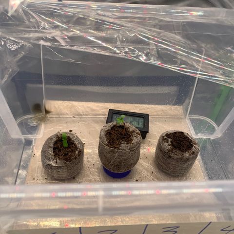 Amnesia Zkittlez Auto growlog photo: 
Bild: 16:30 Uhr