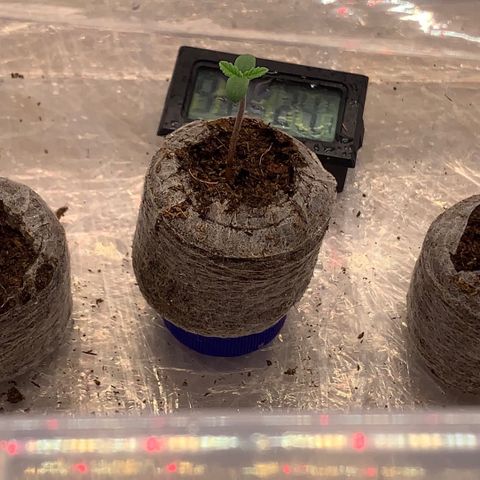 Amnesia Zkittlez Auto growlog photo: Watermelon Zkittlez schaut lamgsam raus 

Bild: 22:00 Uhr 