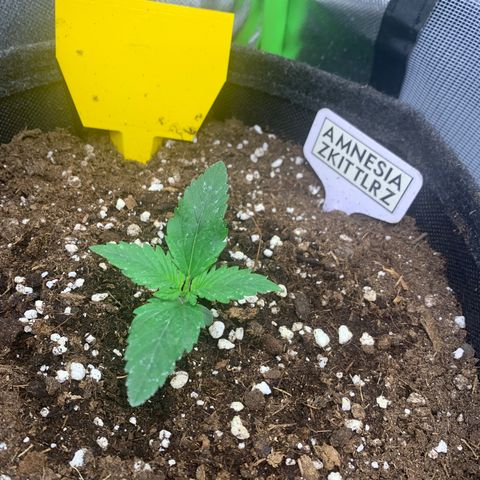 Amnesia Zkittlez Auto growlog timeline photo