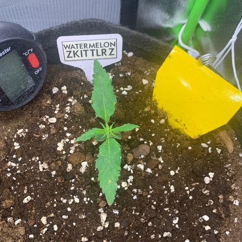 Watermelon Zkittlez Auto growlog timeline photo