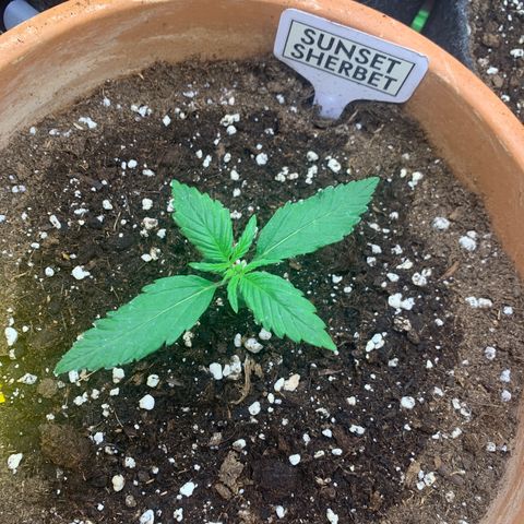 Sunset Sherbet Automatic growlog timeline photo