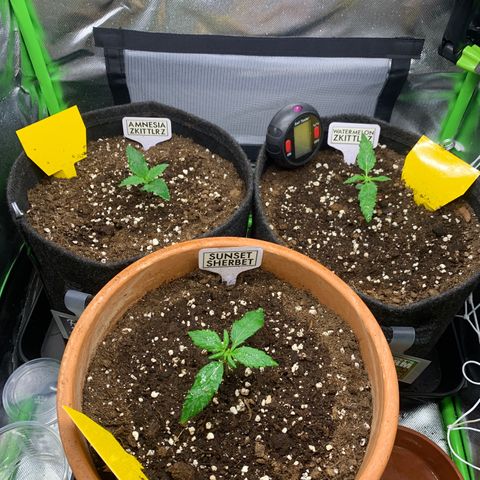 Amnesia Zkittlez Auto growlog timeline photo