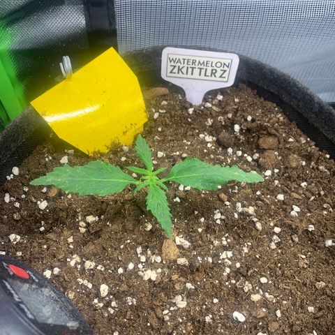 Watermelon Zkittlez Auto growlog timeline photo