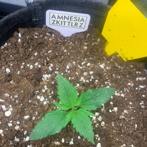 Amnesia Zkittlez Auto growlog timeline photo
