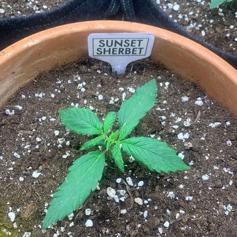 Sunset Sherbet Automatic growlog timeline photo