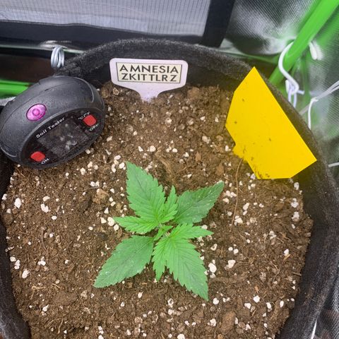 Amnesia Zkittlez Auto growlog timeline photo