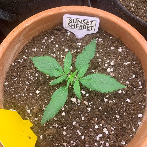 Sunset Sherbet Automatic growlog timeline photo