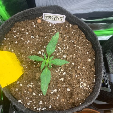 Watermelon Zkittlez Auto growlog timeline photo