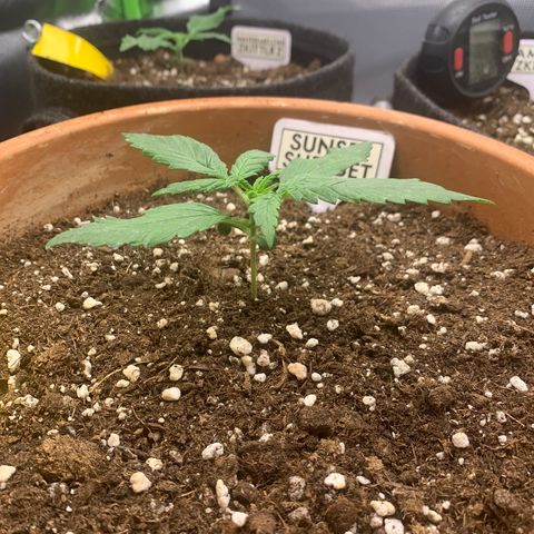 Sunset Sherbet Automatic growlog timeline photo