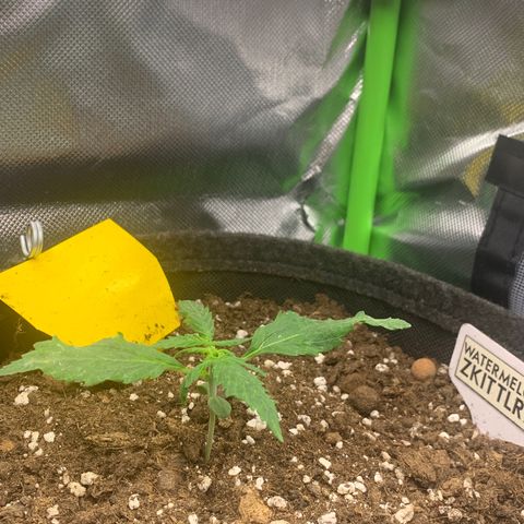 Watermelon Zkittlez Auto growlog timeline photo