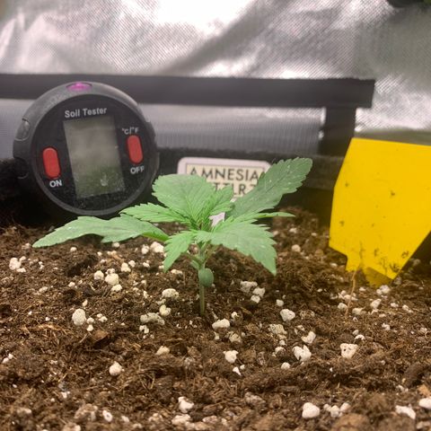 Amnesia Zkittlez Auto growlog timeline photo