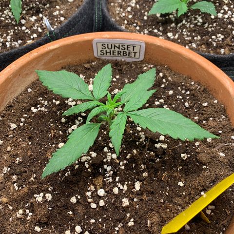 Sunset Sherbet Automatic growlog timeline photo