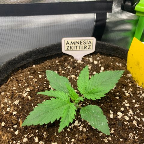 Amnesia Zkittlez Auto growlog timeline photo