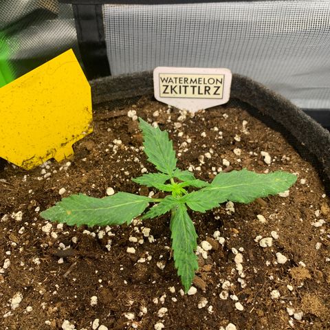 Watermelon Zkittlez Auto growlog timeline photo
