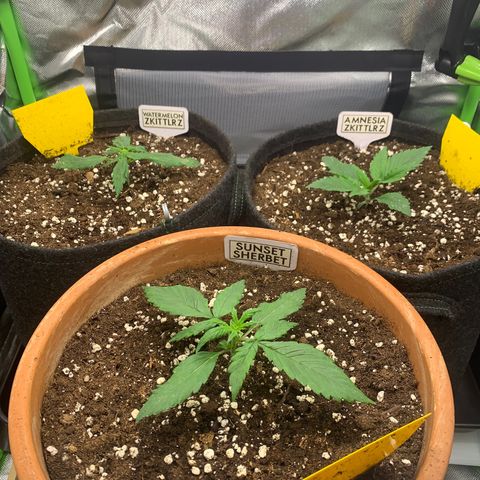 Amnesia Zkittlez Auto growlog timeline photo
