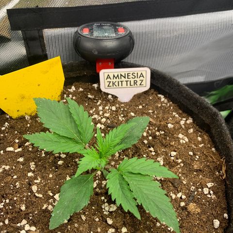 Amnesia Zkittlez Auto growlog timeline photo