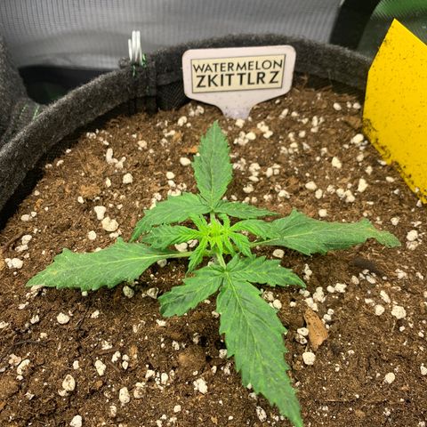 Watermelon Zkittlez Auto growlog timeline photo