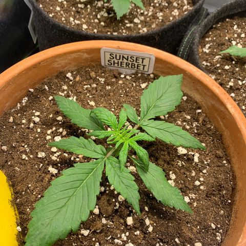 Sunset Sherbet Automatic growlog timeline photo