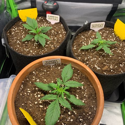 Amnesia Zkittlez Auto growlog timeline photo