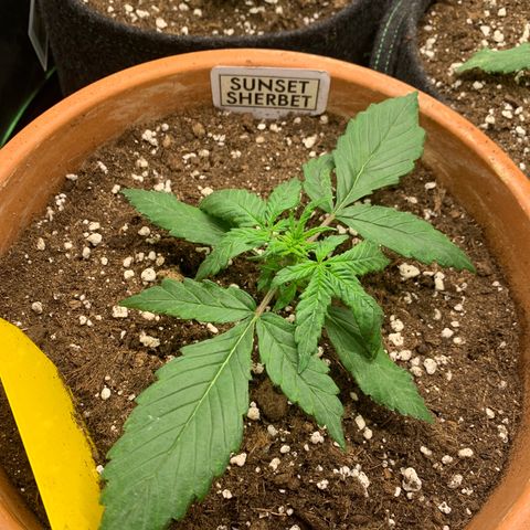 Sunset Sherbet Automatic growlog timeline photo