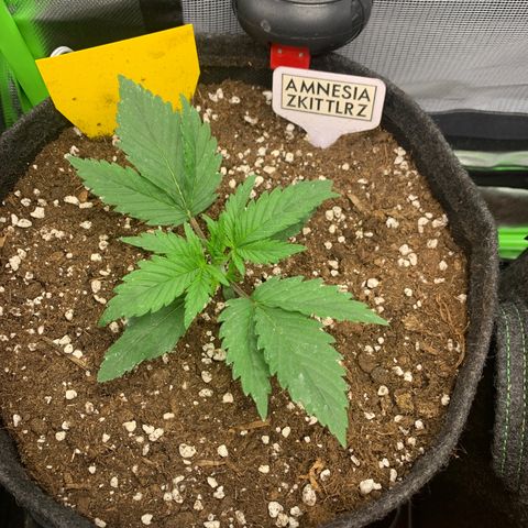 Amnesia Zkittlez Auto growlog timeline photo