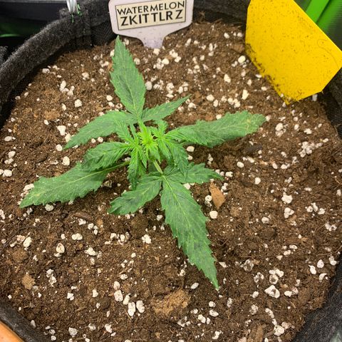 Watermelon Zkittlez Auto growlog timeline photo