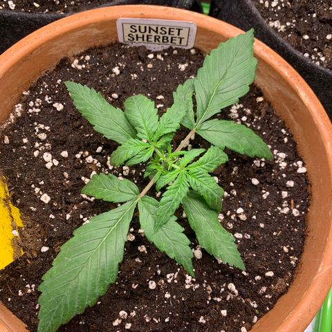 Sunset Sherbet Automatic growlog photo: Nach topping